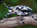 Cottonwood borer macro